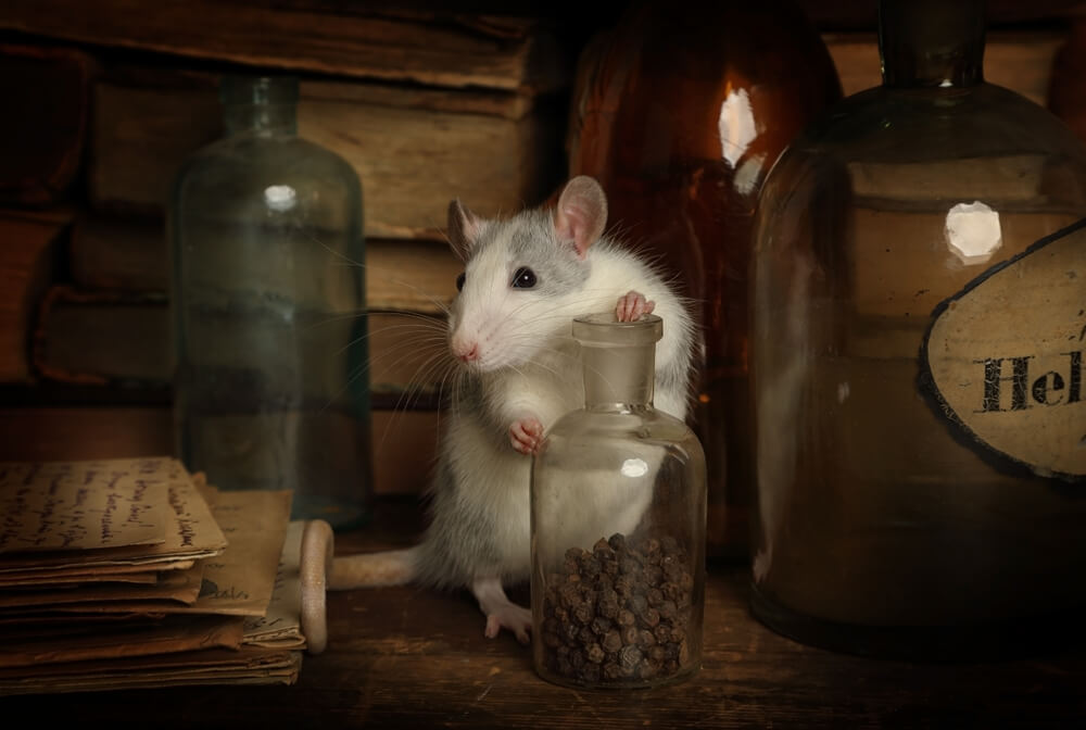 White rodent in either attic or basement holding on to glass bottle with glass bottles nearby