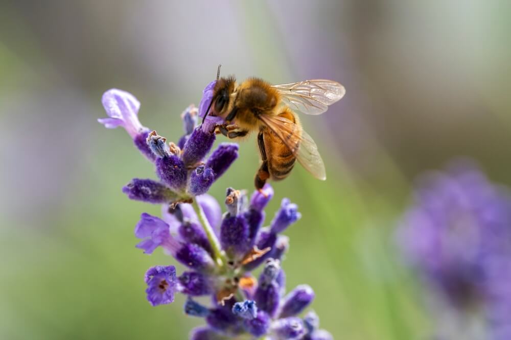 Honey Bee fly to a fresh lavender blossom
