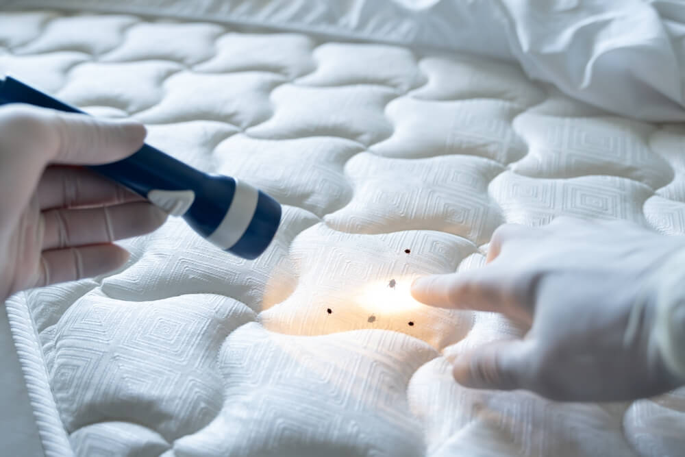 Exterminator looking at bed bugs on mattress with a flashlight